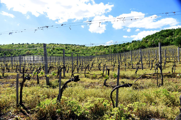 ЗАДУЖБИНА КАРАЂОРЂЕВИЋА НА ОПЛЕНЦУ: Из експерименталног винограда посебно вино