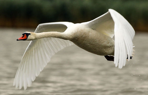 Лабуд без крила код Београдског сајма