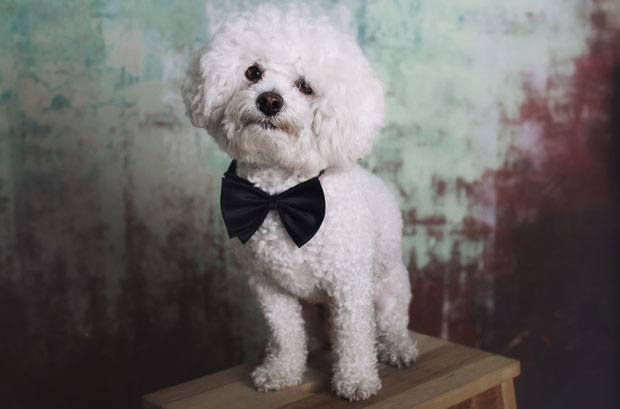 Првомајска изложба паса у Врању