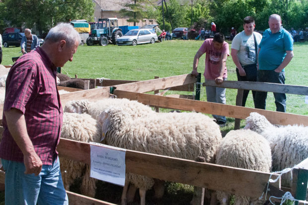 На пашњацима све више стада