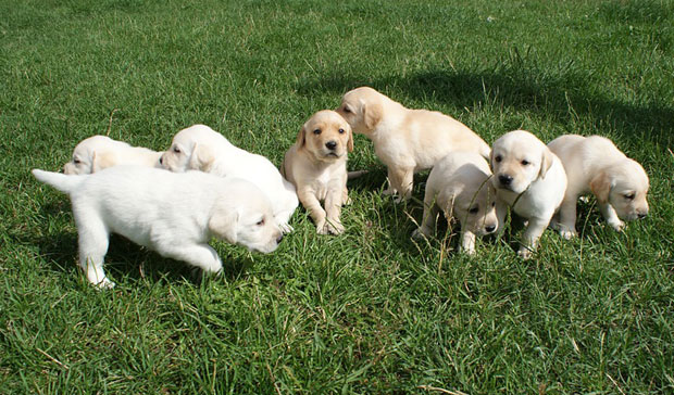 Ветеринар помагао шверц хероина у стомаку штенаца