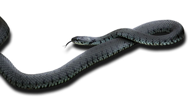 ДЕЦА У СТРАХУ: Змија ушла у школу у Крагујевцу (ФОТО)