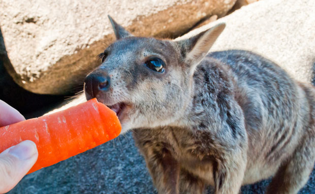 Кенгури које туристи хране шаргарепом могу бити агресивни
