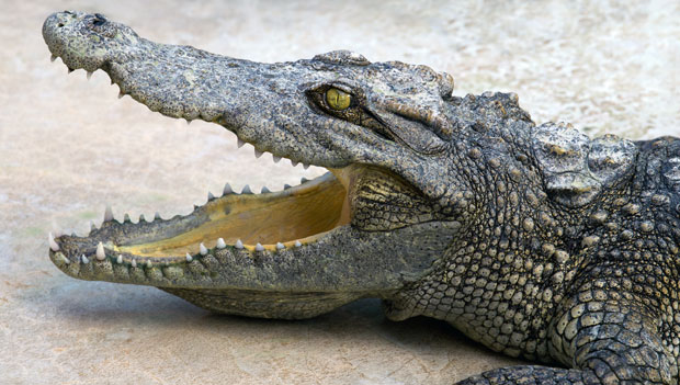 Заплењено 50 крокодила на лондонском аеродрому