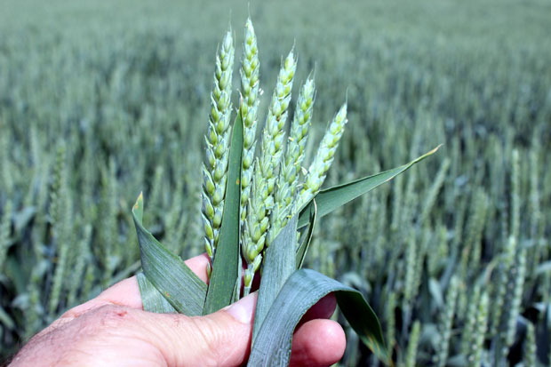 Негативан утицај високих температура на пшеницу