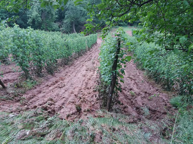 Град десетковао црвено злато