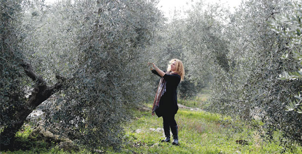За маслине 7,3 милиона евра