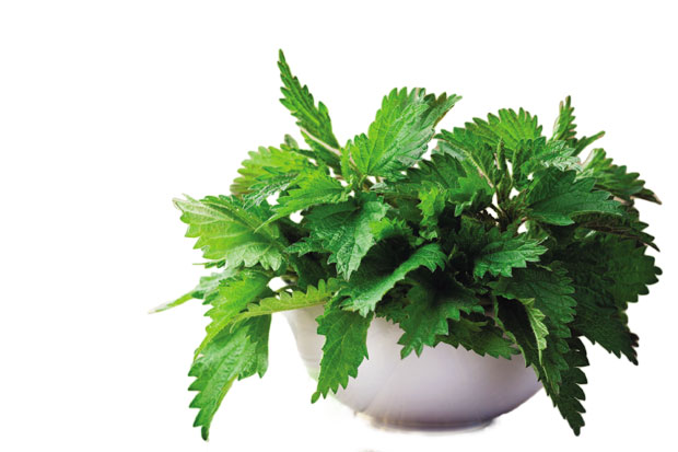 Лековита природа - коприва