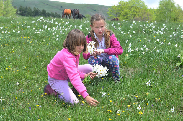 Планини Столови: Нарцисима у походе