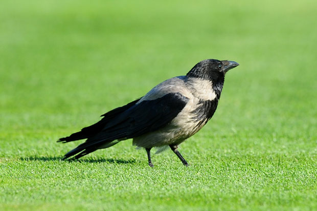 Вране поново нападају