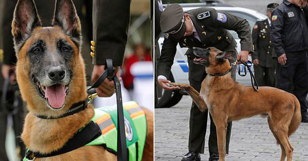 Свечани испраћај полицијских паса у пензију (ВИДЕО)