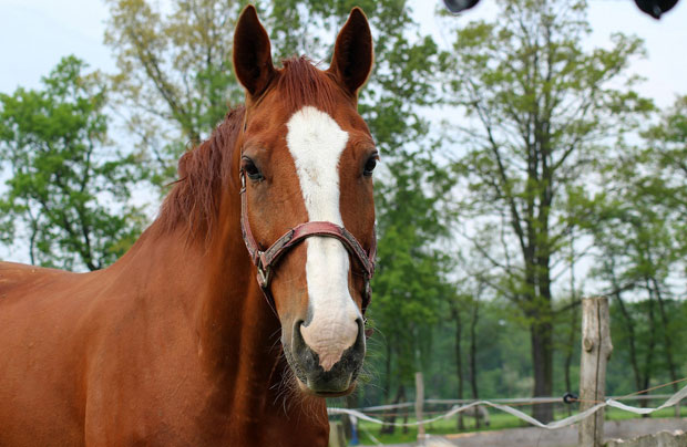 Бака у дворишту затекла коња кога је онлајн наручила унука