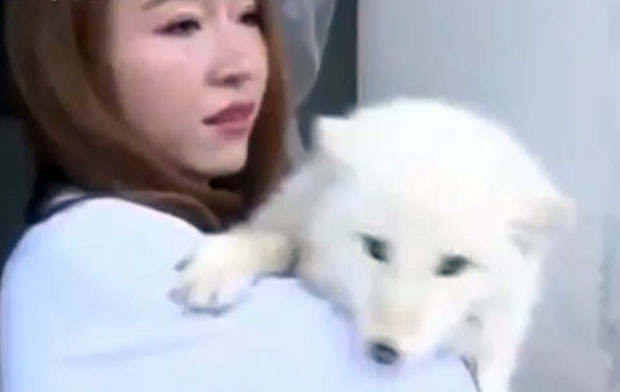 Кинескиња мислила да је купила младунче пса а добила лисицу