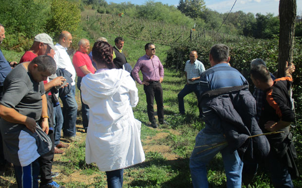 Цена и град беру српске малине