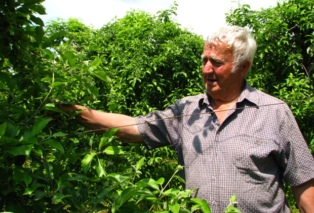 Бивши директор успешан воћар