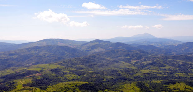 Шуме Србије се суше због стреса