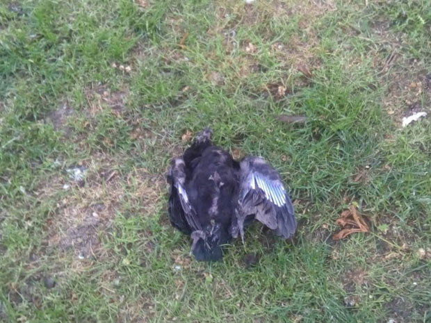 Мртве птице из парка у Пожаревцу биће на анализи у Ветеринарском институту