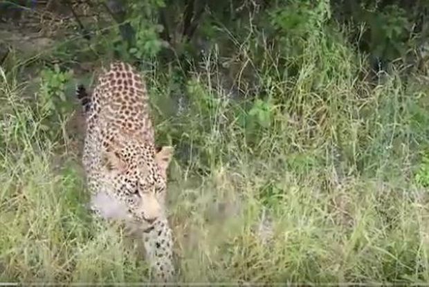 Несвакидашња игра леопарда и туристе (ВИДЕО)