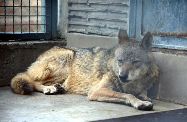 Случај Цока: Вук или пас - није свеједно