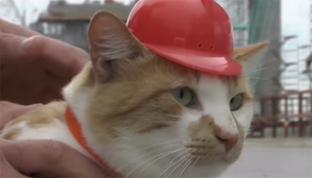 Како је мачак предухитрио Путина?