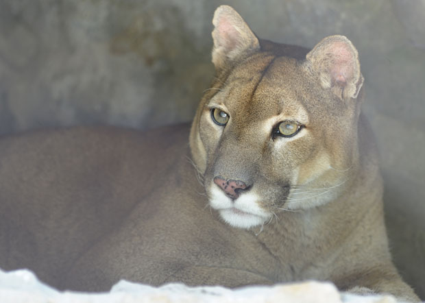 Пума усмртила једног бициклисту, другог повредила