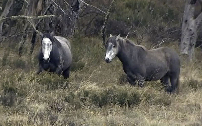 Влада Новог Јужног Велса одлучила да заштити дивље коње