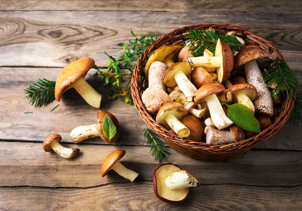 Иран: 800 људи се отровало печуркама, 11 умрло