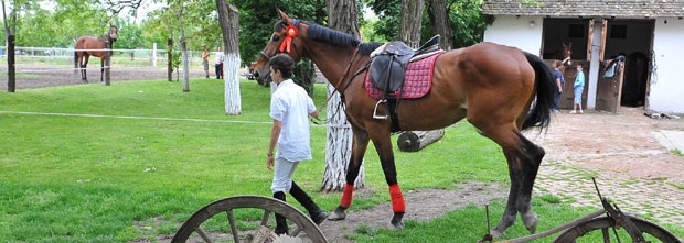 Терапија јахањем