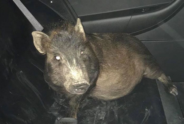 АМЕРИКАНАЦ У ПАНИЦИ ПОЗВАО ПОЛИЦИЈУ: „Упомоћ, прати ме свиња!“