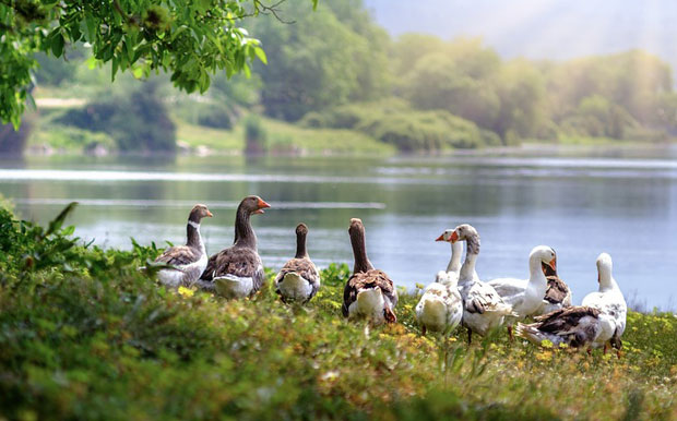 Ловцу пресело држање дивљих гуски - казна 80.000 динара
