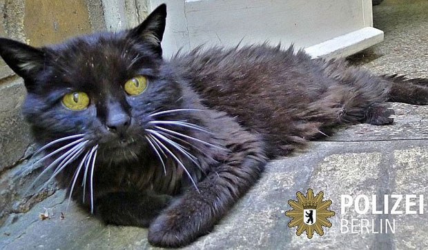 Мачак се вратио власнику после - 18 година