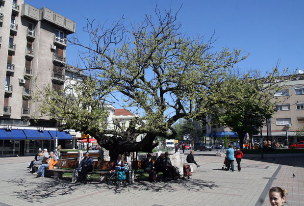 Заштита Карађорђевог дуда старог 300 година