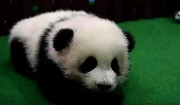 Малезија: Младунче панде представљено јавности