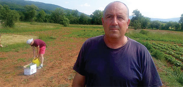 У Заплању босиљак мирише на новац