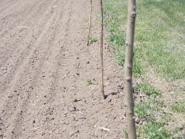 УНИШТЕНО 90 САДНИЦА БЕЛЕ ТОПОЛЕ: Заорана млада стабла