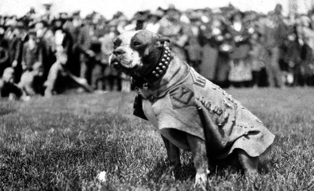 Подигнут споменик војном псу из Првог светског рата (ВИДЕО)