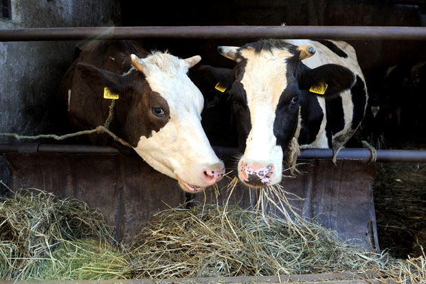 Јапанци подстичу узгој крава