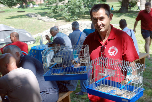 Пој штиглића више од хобија