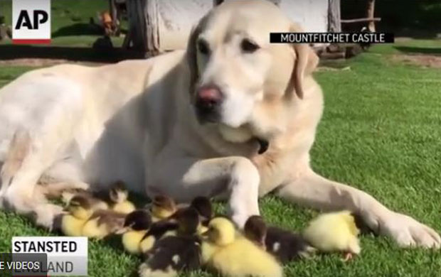 Лабрадор усвојио девет пачића (ВИДЕО)