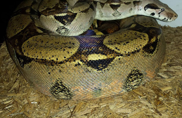 ДЕЦА И МАЛЕ ЖИВОТИЊЕ СУ БЕЗБЕДНЕ: Нестала боа нађена испод судопере