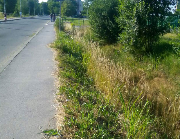 Падинска Скела: Трава до струка