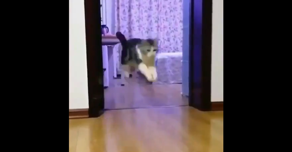 Како да преварите сопствену мачку (ВИДЕО)