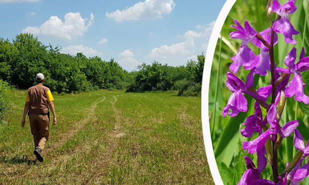 СКАНДАЛ У СУБОТИЧКОЈ ПЕШЧАРИ: Трактором сасекли орхидеје