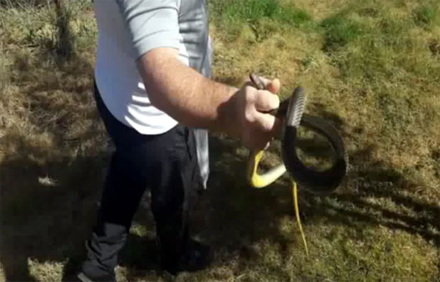 ИНВАЗИЈА ЗМИЈА У ВРАЊУ: Људе спопадају са свих страна, из аутомобила извађен смук дуг 2 метра (ВИДЕО)