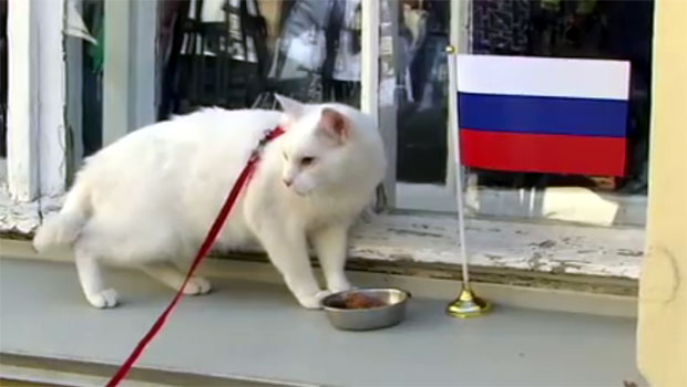 Мачак Ахил званични пророк Светског првенства у Русији (ВИДЕО)