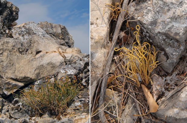 ОТКРИВЕНА НОВА БИЉНА ВРСТА: На Старој планини нашли вилину траву