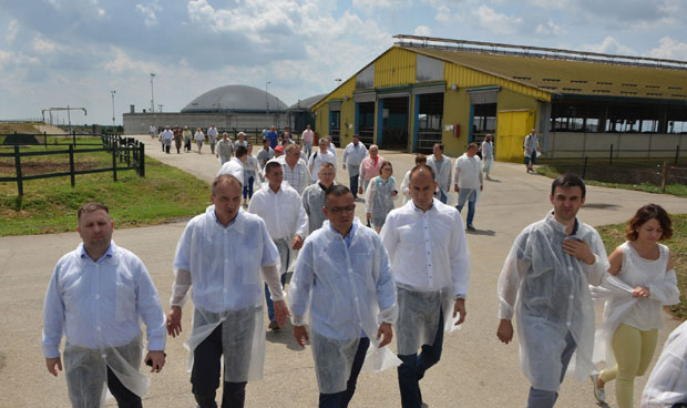 Струја са фарме говеда