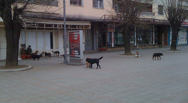 Беране: Ране на буџету од наводних уједа паса