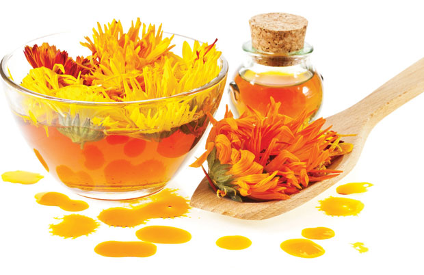 Невен тера комарце
