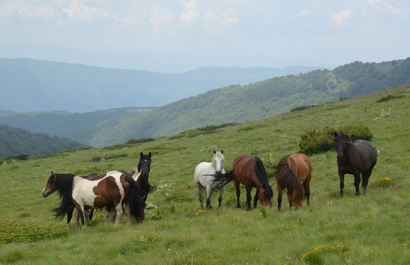 Пеглају и кобасице од коњског меса